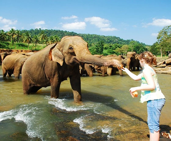 Pinnawala Elephant Orphange