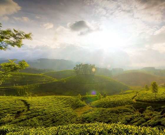 Tea Plantation