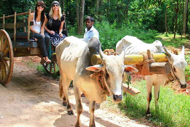 Bullock Cart Ride