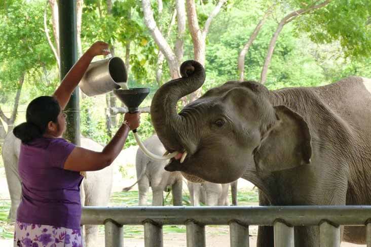 Elephant Milk Feeding