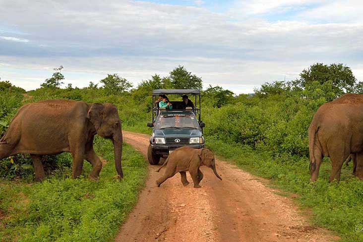 Jeep safari udawlawe