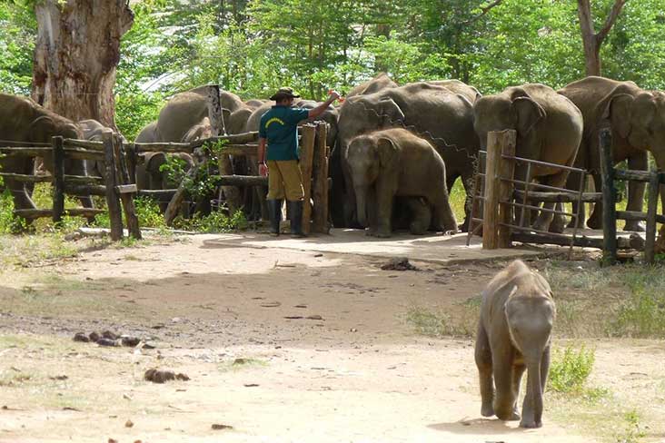 Udawalawa elephant home