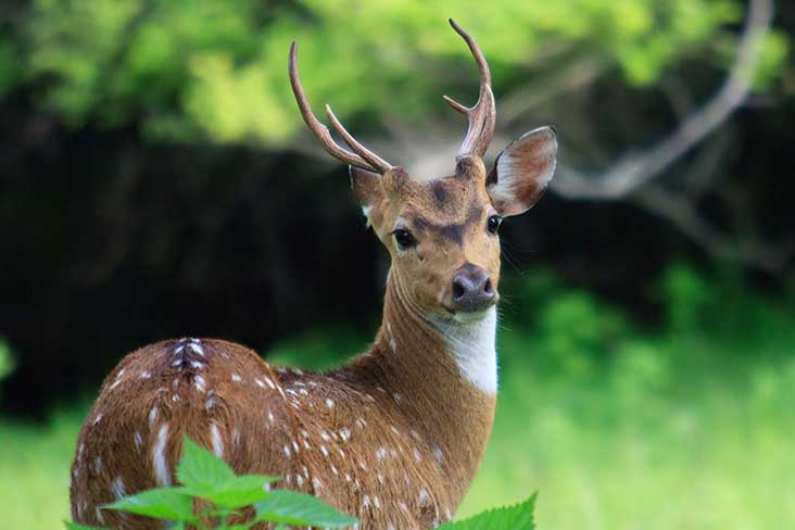 Deer in yala