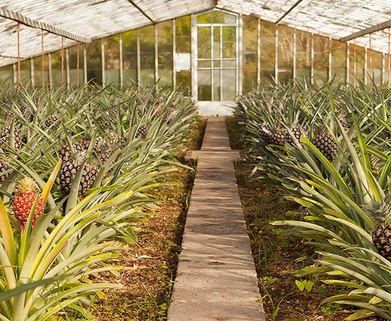 Pineapple Plantation