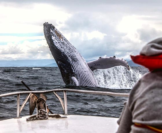 Whale and Dolphin Watching