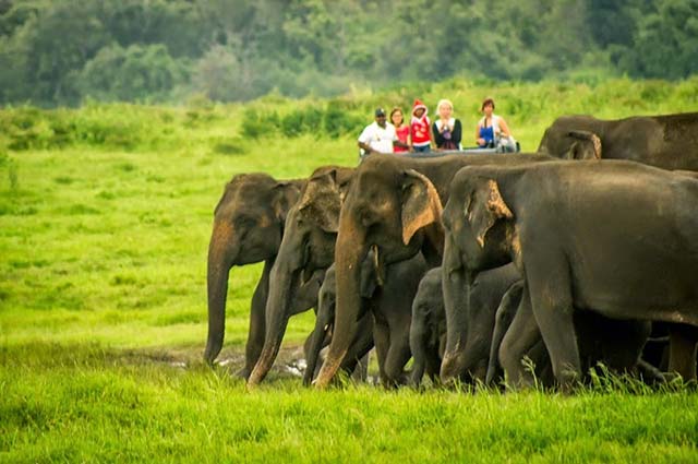 Jeep Safari Minneriya