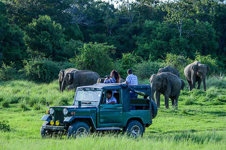 Jeep Safari in Wilpattu National Park