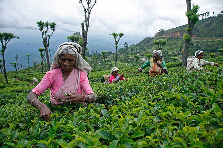 Tea factory and tea plantation