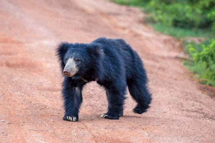 Wilpattu national park