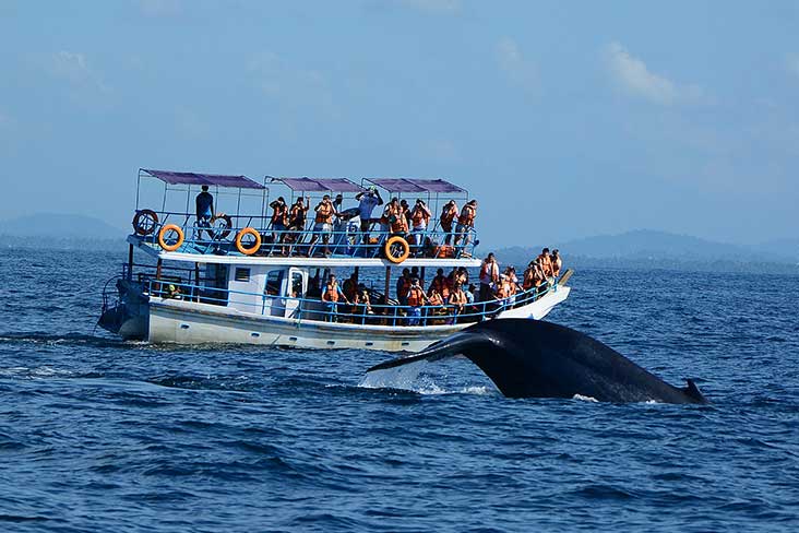 Whales Watching Mirissa