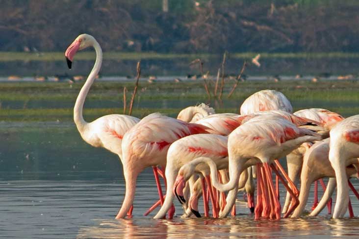 Bundala bird sanctuary