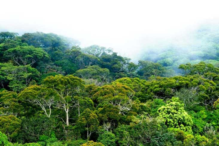Sinharaja rain forest