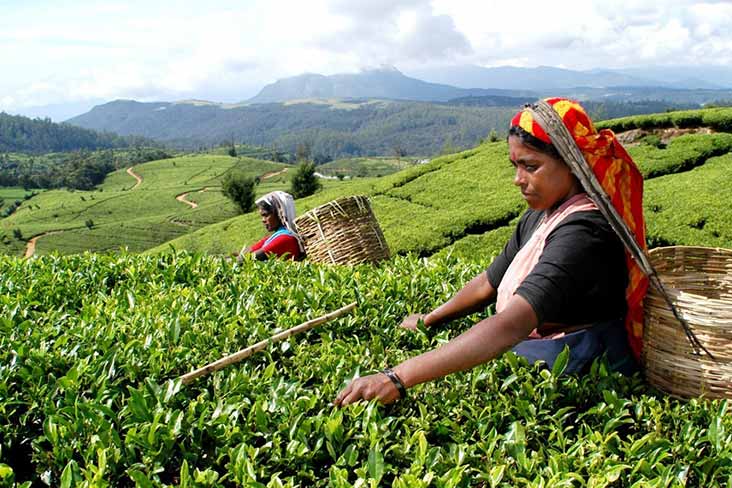 Tea Plantation and Tea Factory