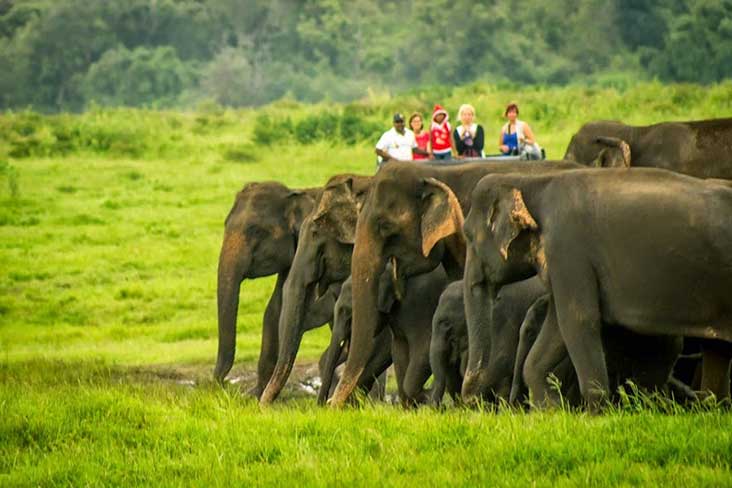 Jeep Safari Minneriya