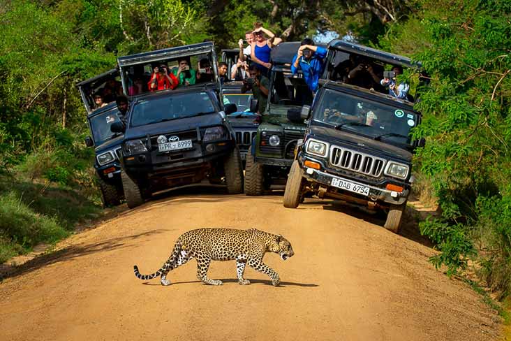 Jeep Safari in Yala