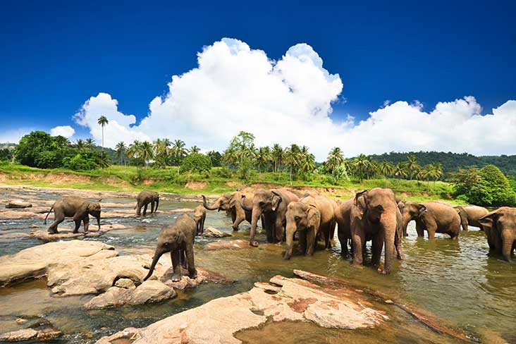 Pinnawala Elephant Orphanage