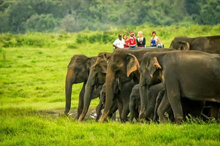 Jeep Safari in National Park