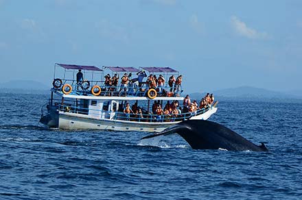 Whales and Dolphin Watching in Sri Lanka