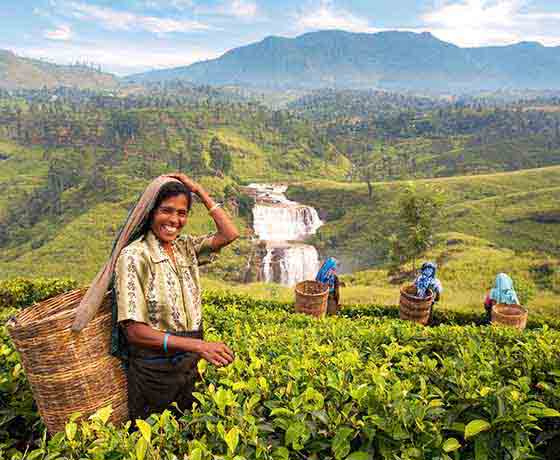 Tea Plantation in Nuwara Eliya